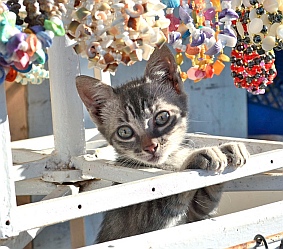 Kittens play at the Ixtapa market, Mexico.