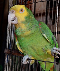 Lorenzo is a good talker at Lilly's Restaurant in Zihuatanejo.