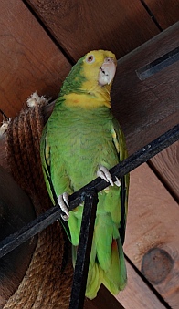 Socorro has an awesome singing voice.