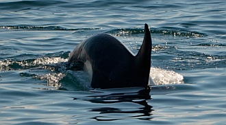 Orcas play on our way to Papanoa.