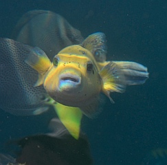 Puffer and angel fish at the Acapulco marina docks.