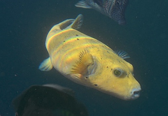 Puffer and angel fish at the Acapulco marina docks.
