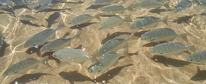 Fish in the clear waters of Tangolunda Bay, Huatulco, Mexico