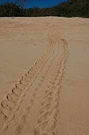 Sea turtle tracks on the beach of Playa Chachacual in the Bays of Huatulco, Mexico