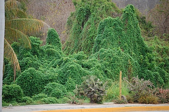 Jungle vegetation in the Bah&iacute;as de Huatulco, Mexico