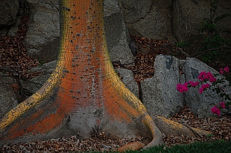 Jungle trees in the Bah&iacute;as de Huatulco, Mexico