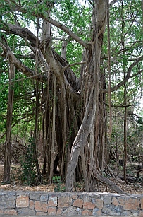 Viny trees in the Copalita Eco-Archaeology park the Bah&iacute;as de Huatulco, Mexico