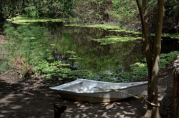 Lily pads fill a pond at the Copalita Eco-Archaeology park the Bah&iacute;as de Huatulco, Mexico
