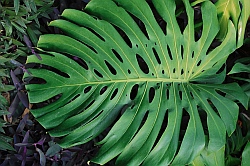 Wide green leaves like doilies at the Copalita Eco-Archaeology park the Bah&iacute;as de Huatulco, Mexico