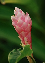 Exotic wildflower at the Copalita Eco-Archaeology park the Bah&iacute;as de Huatulco, Mexico