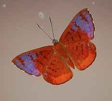 A brightly colored moth at the Copalita Eco-Archaeology park the Bah&iacute;as de Huatulco, Mexico