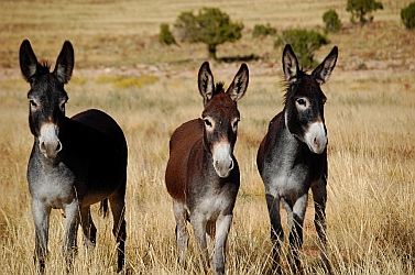 Burros on Jackass Flats San Rafael Swell, Utah