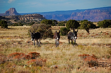 Burros on Jackass Flats, San Rafael Swell, Utah