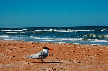 Daytona Beach, Florida, which we explored while living in our fifth wheel trailer.