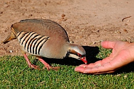 Chukar at Kodachrome State Park, Utah