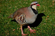 Chukar at Kodachrome State Park, Utah