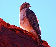 Raptor at Valley of Fire State Park, Las Vegas, Nevada