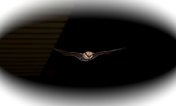Bat flying in the night at Valley of Fire State Park, Las Vegas, Nevada