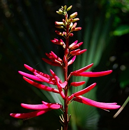 Alexander Springs State Park Florida