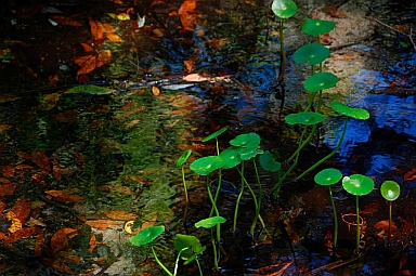Alexander Springs State Park Florida