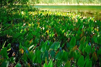Alexander Springs State Park Florida