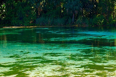 Alexander Springs State Park Florida