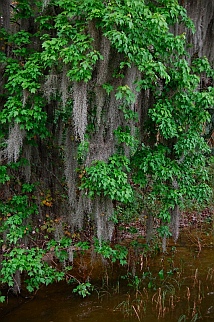Mt. Dora Florida
