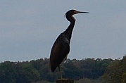 Mount Dora, FL