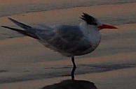 Jacksonville Beach Florida