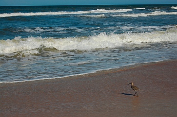 Birds on the seashore Daytona Beach Florida
